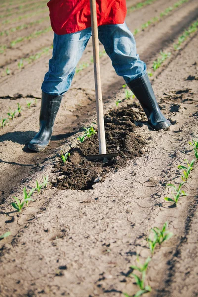 Trabalho manual na agricultura — Fotografia de Stock