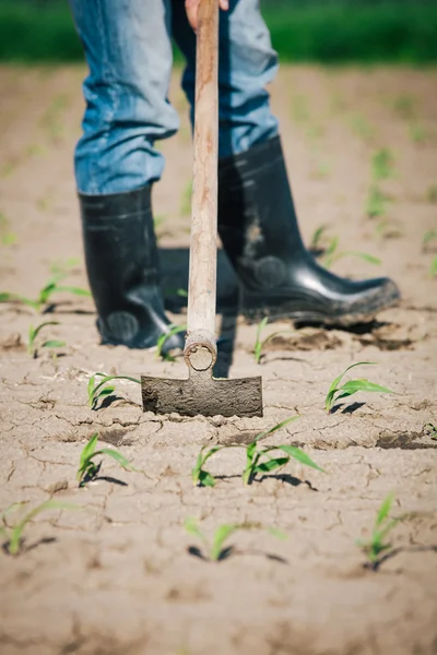 Trabajo manual en agricultura — Foto de Stock