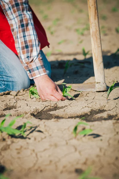 Agricoltore nel campo — Foto Stock