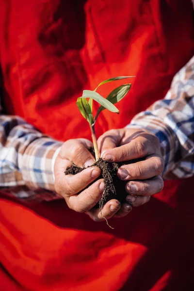 Mão segurando uma planta de milho — Fotografia de Stock