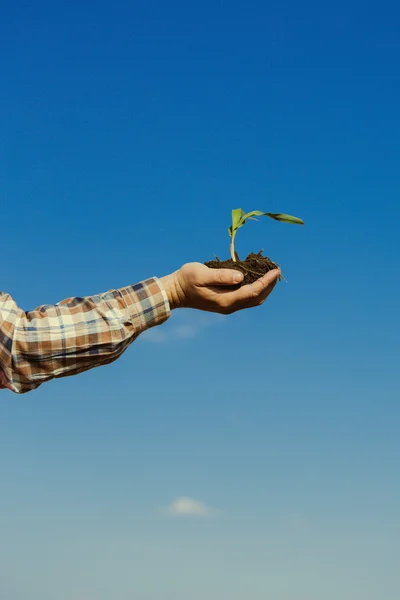 Ręka trzyma roślin kukurydzy — Zdjęcie stockowe