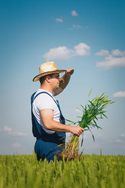 Agricultor no terreno — Fotografia de Stock