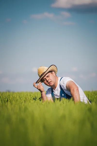 Фермер в полі — стокове фото