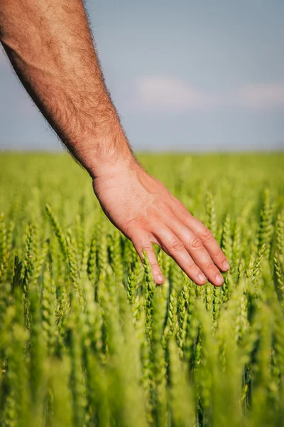 Руки фермера держат пшеницу — стоковое фото