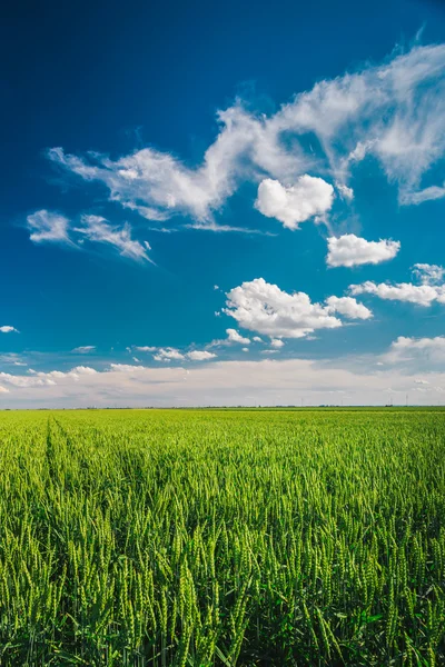 Weizenfeld gegen blauen Himmel mit weißen Wolken — Stockfoto