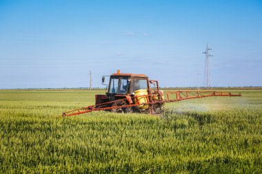 Traktör buğday tarlasına sprey püskürtüyor.