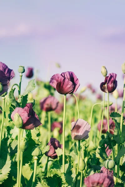 Green agriculture poppy field — Stock Photo, Image