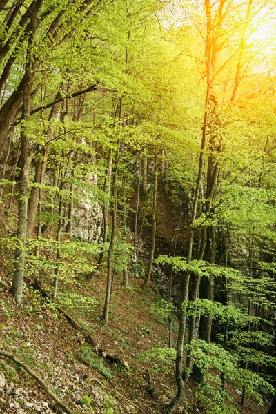 Yeşil Orman ağaçları — Stok fotoğraf