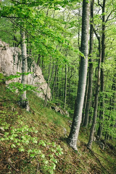 Зеленые леса — стоковое фото
