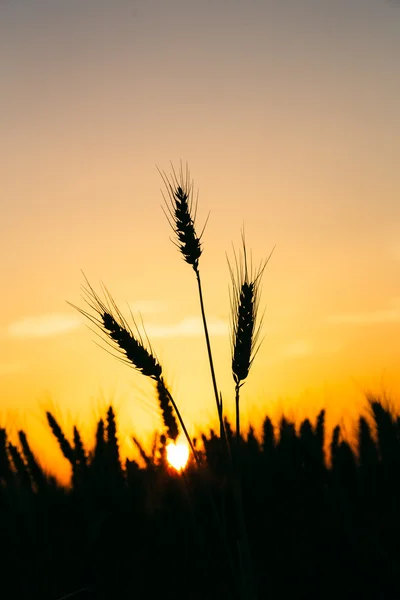 Tramonto con grano e alberi — Foto Stock