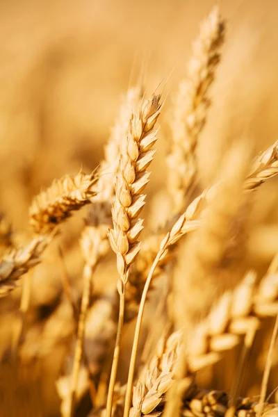 Campo di grano — Foto Stock