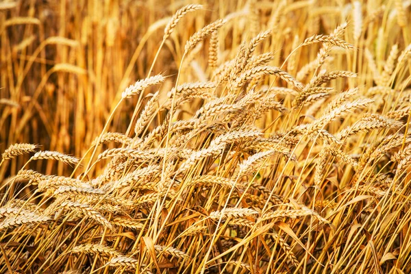 Buğday tarlası — Stok fotoğraf