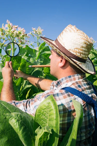 Farmer looks tobacco in the field — Stock Photo, Image