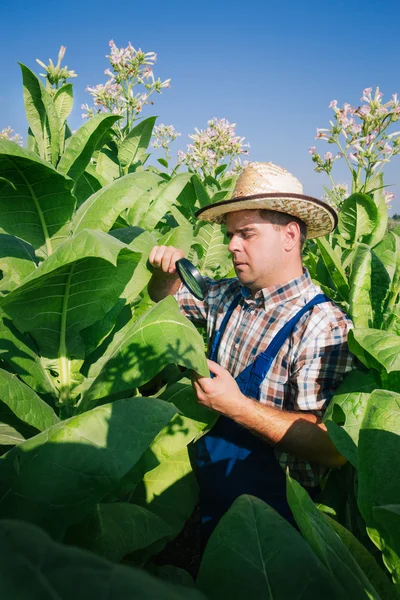 Agricultor mira tabaco en el campo —  Fotos de Stock