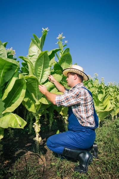 Agricultor mira tabaco en el campo — Foto de Stock