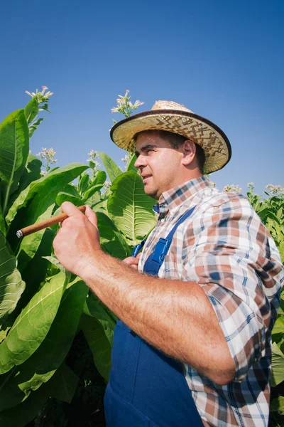Agriculteur sur le champ de tabac — Photo