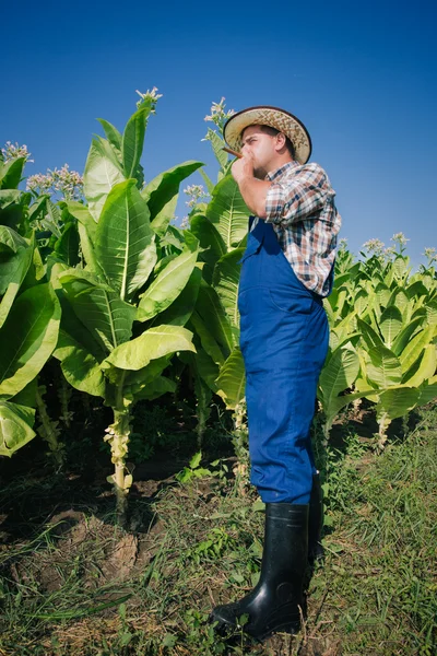 Agricultor en el campo del tabaco —  Fotos de Stock