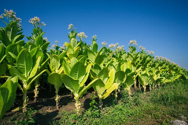 Plantację tytoniu — Zdjęcie stockowe