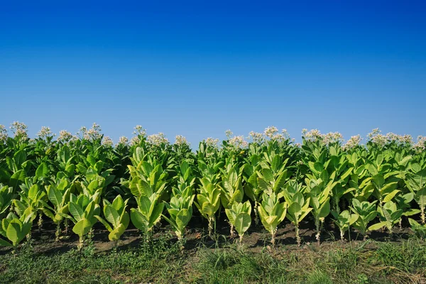 Plantación de tabaco —  Fotos de Stock