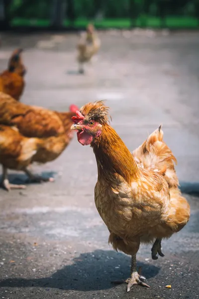 Kippen op traditionele scharrelpluimveehouderij — Stockfoto