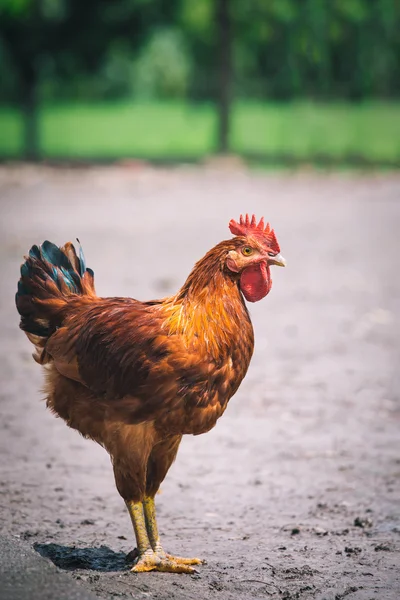 Galinhas na tradicional fazenda de aves de capoeira ao ar livre — Fotografia de Stock