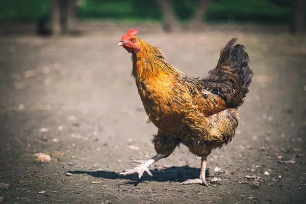 전통적 인 무료 가금 류 농장에서 생산되는 닭 — 스톡 사진