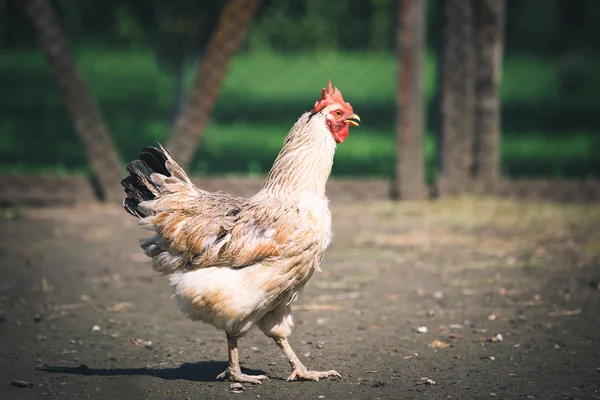 Geleneksel tavuk çiftliğinde tavuklar — Stok fotoğraf