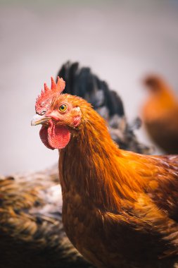 Geleneksel tavuk çiftliğinde tavuklar