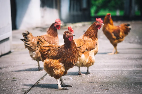 Chickens on traditional free range poultry farm — Stock Photo, Image