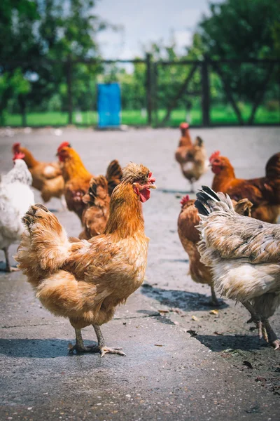 Galinhas na tradicional fazenda de aves de capoeira ao ar livre — Fotografia de Stock