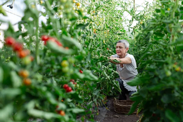 Mulher Feliz Sênior Envolvida Jardinagem Sazonal Pegando Tomates Ameixa Madura — Fotografia de Stock
