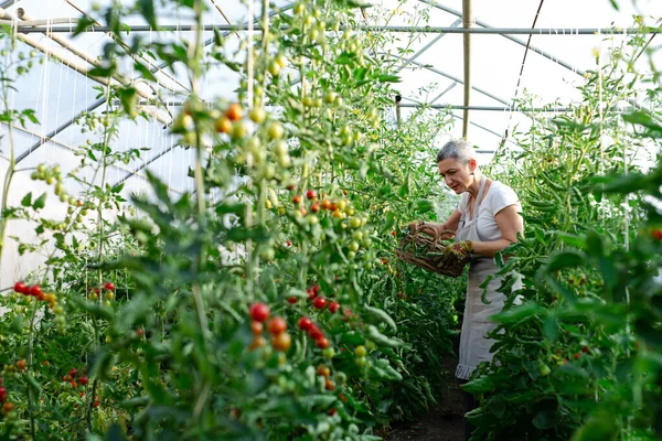 Glückliche Seniorin Pflückt Auf Bauernhof Frische Reife Pflaumentomaten — Stockfoto