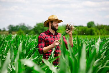 Agronomist yeşil mısırın saplarını ve yapraklarını inceliyor..