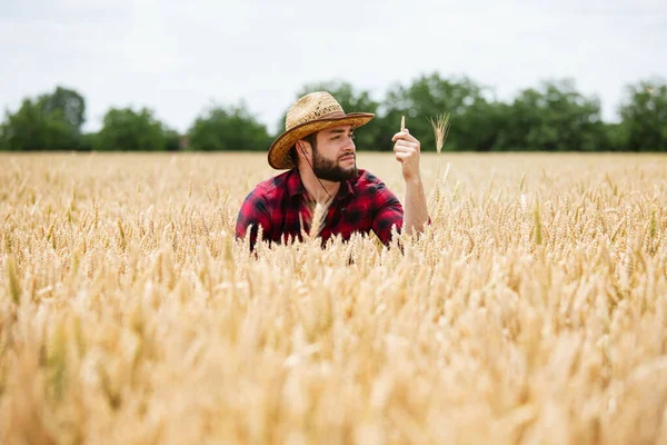 Landwirt Überprüft Die Qualität Von Weizenkeimen Auf Dem Feld — Stockfoto