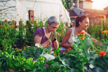 Anne ve kız birlikte bahçeyle uğraşıyorlar. Bahçeyle uğraşıyorlar. Keşfediyorlar ve öğretiyorlar..