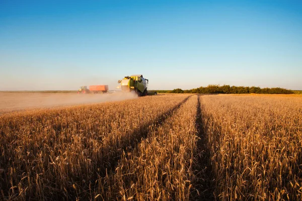 Combine Harvester Gold Light Agriculture Fields Wheat — Stock Photo, Image