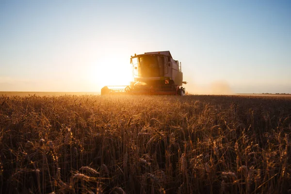 Combina Mietitrice Alla Luce Dell Oro Nei Campi Agricoli Con — Foto Stock