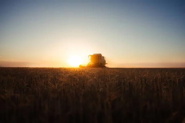 Mähdrescher Bei Goldlicht Auf Landwirtschaftlichen Feldern Mit Weizen — Stockfoto