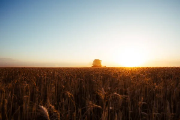 Комбайн Золотом Свете Полях Сельского Хозяйства Пшеницей — стоковое фото