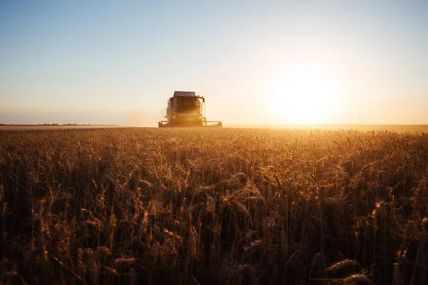 农田金光下的收割机与小麦相结合 — 图库照片