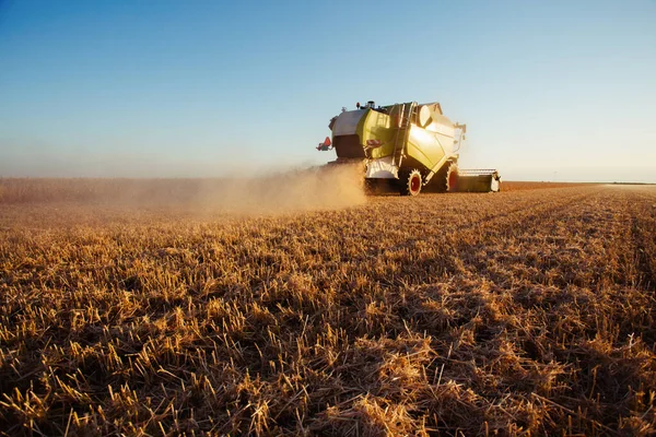 Combina Mietitrice Alla Luce Dell Oro Nei Campi Agricoli Con — Foto Stock