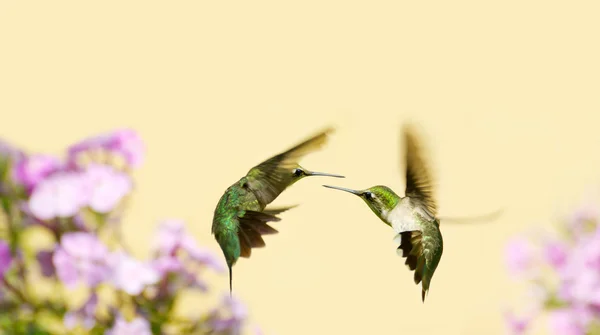 Hummingbirds fighting.