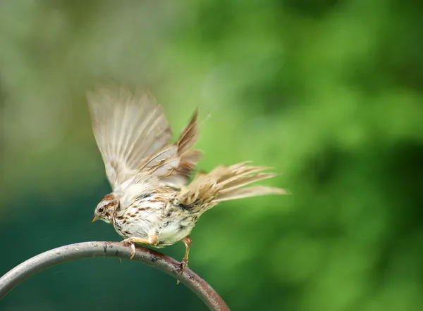 Song sparrow shaking water off. — Stock Photo, Image