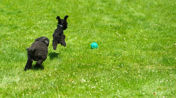 Toy poodle and miniature poodle chasing ball. — Stock Photo, Image