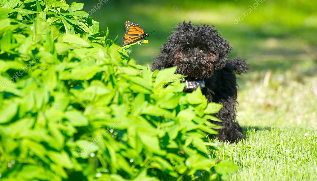 Papillon Et Chiot Caniche Toy Photographie Kellyplz
