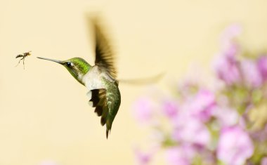 Hummingbird fleeing wasp. clipart