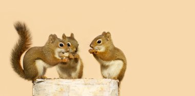 Baby squirrels sharing. clipart