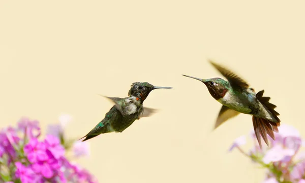 Kolibris kämpfen. — Stockfoto