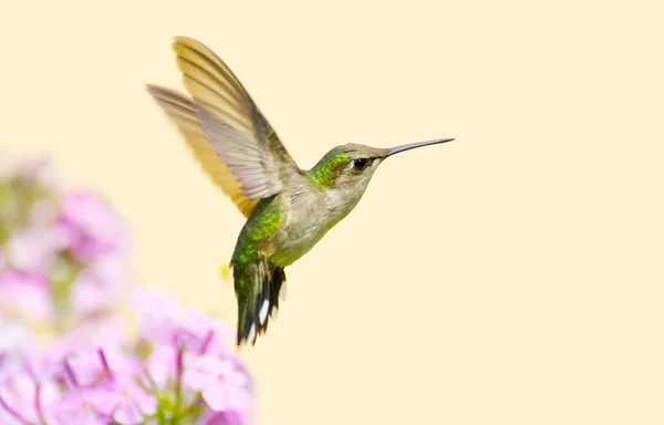 Hummingbird i rörelse. — Stockfoto