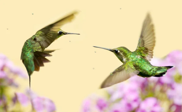 Kolibries vechten. — Stockfoto